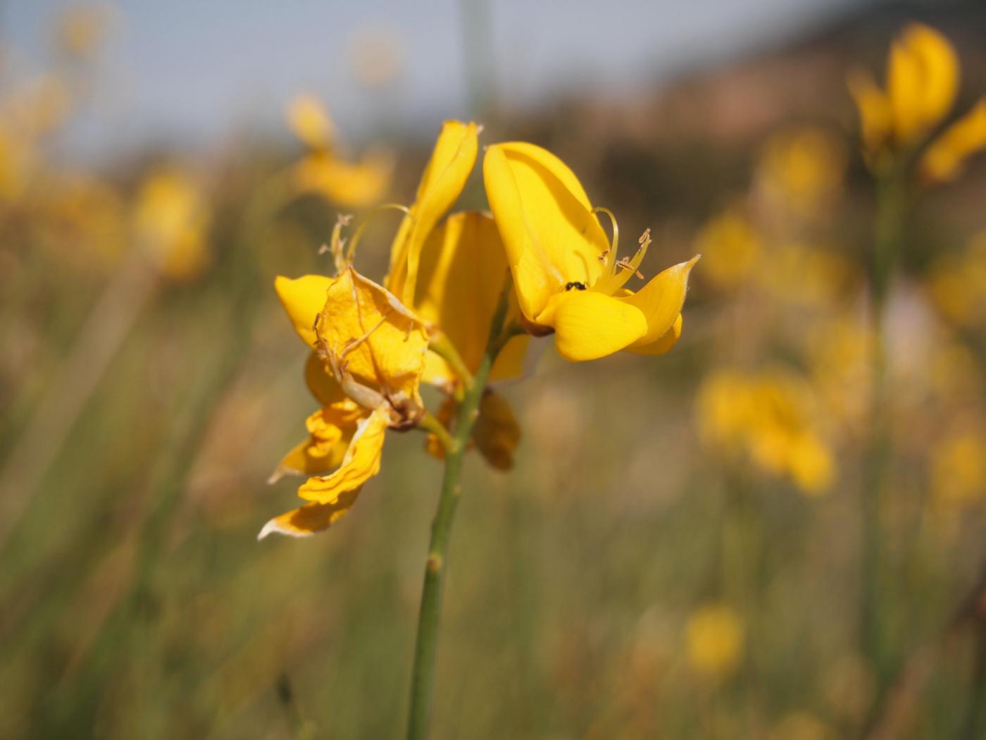 Spanish Broom flower